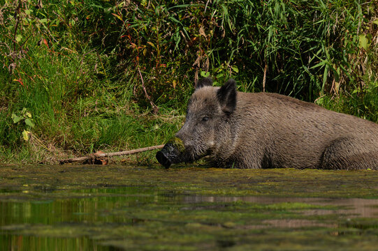 Wild boar bathing and cooling off in shallow water near green riverbank