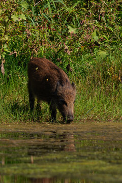 Wild boar piglet foraging near the water edge in natural habitat