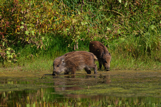 Wild boar piglet foraging near the water edge in natural habitat