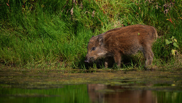 Wild boar piglet foraging near the water edge in natural habitat