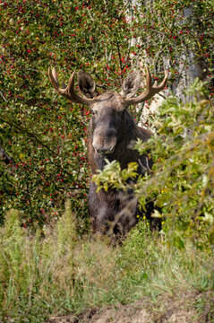 A moose with huge antlers watching from the bushes