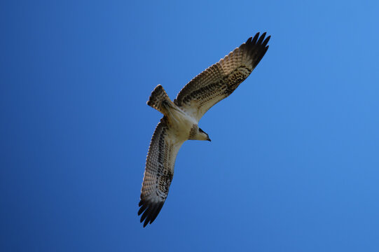 Osprey soaring high in clear blue sky during flight