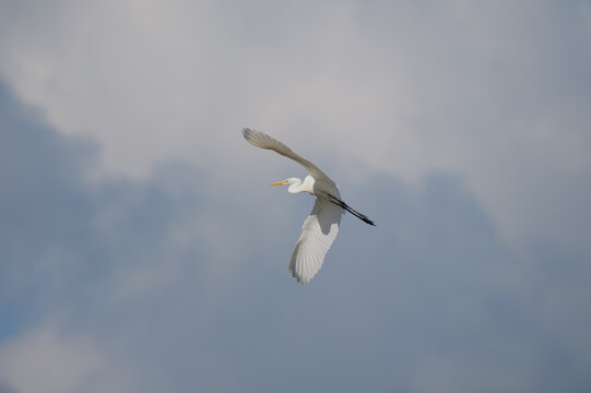 Great white egret flying gracefully against a cloudy sky backdrop