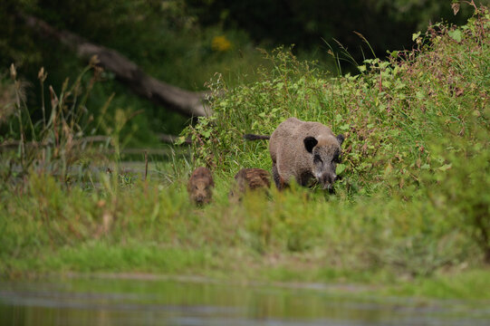 Wild boar sow and piglet foraging together near the water bank in natural habitat