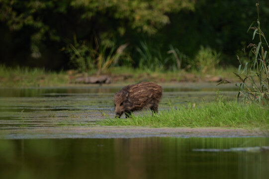 Young wild boar piglet foraging at the water's edge in natural habitat