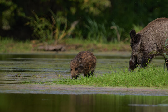 Young wild boar piglet foraging at the water's edge in natural habitat