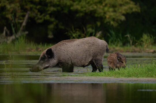 Wild boar sow and piglet foraging together near the water bank in natural habitat