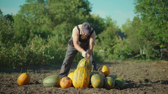 Male farmer in gray overalls harvests pumpkins from a garden, bending down to select and arrange various sizes of pumpkins on the ground under a clear blue sky surrounded by greenery