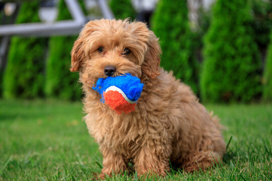 Maltipoo puppy running in the summer garden.