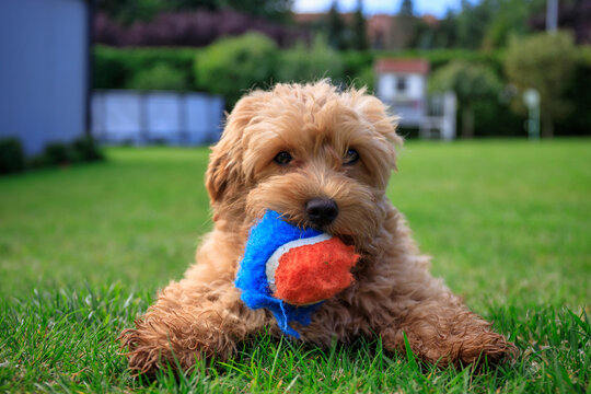 Maltipoo puppy running in the summer garden.