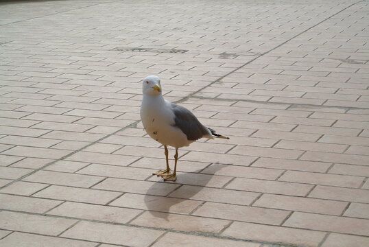 bewildered seagull