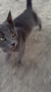 gray cat portrait