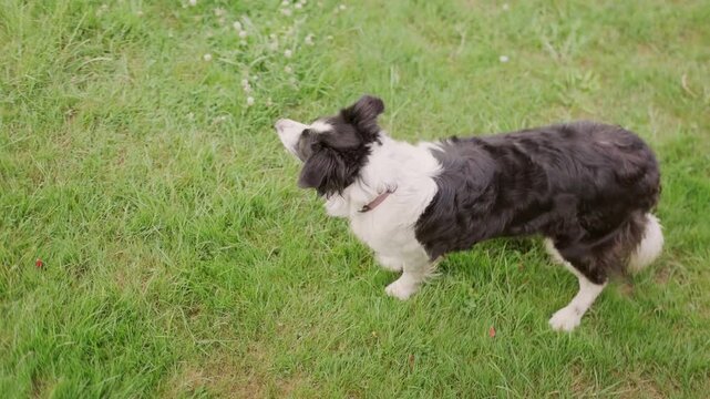 Happy black and white border collie dog on green grass in garden, summer day pet portrait, intelligent nature herding breeds, approachability warmth, and unconditional love that pets bring to families