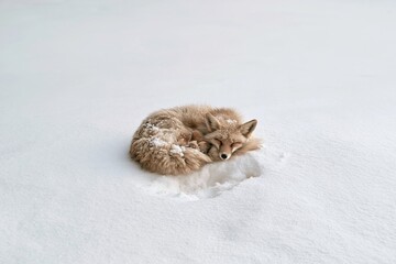 Fototapeta premium Fox sleeping curled in a ball on open snow, a peaceful animal with fluffy fur and powder crust for wildlife and winter nature stories