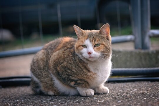 Cute tabby Cat sitting on the backyard and looking away. Horizontal image with selective focus.	