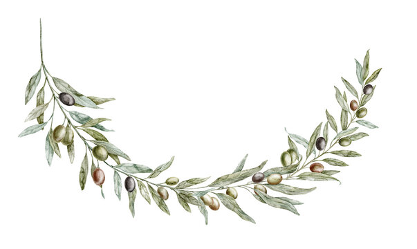 Curved olive branch watercolor illustration with green foliage and Fruits isolated on background. Botanical Mediterranean element for wedding invitations and floral borders. Art for templates.