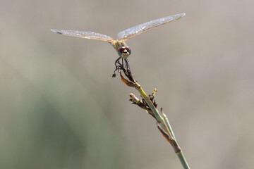Dragonfly perching on stem with wings spread © João Macedo