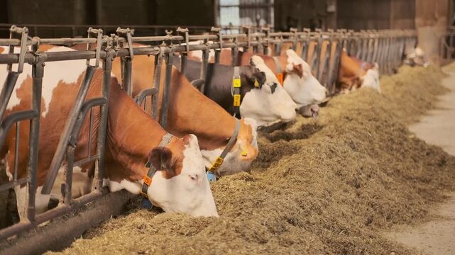 cows ear tags eating hay in barn stall, Herd cattle feeding, animal nutrition, modern dairy indoor farm life, husbandry practices, technology traceability, feeding time, organized management livestock