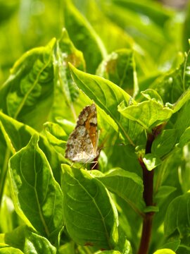 mariposa y albahaca