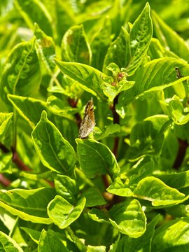 mariposa y albahaca