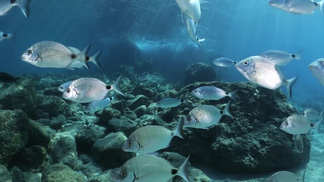 underwater fish scenery from mediterranean  sea breams ocean scenery underwater landscape seabreams  Diplodus sargus