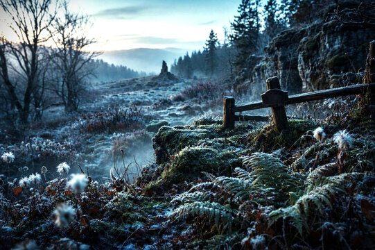 Fern mist ash trees