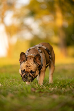French bulldog walking towards camera on green grass in park at golden hour