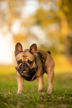 French bulldog walking towards camera on green grass in park at golden hour