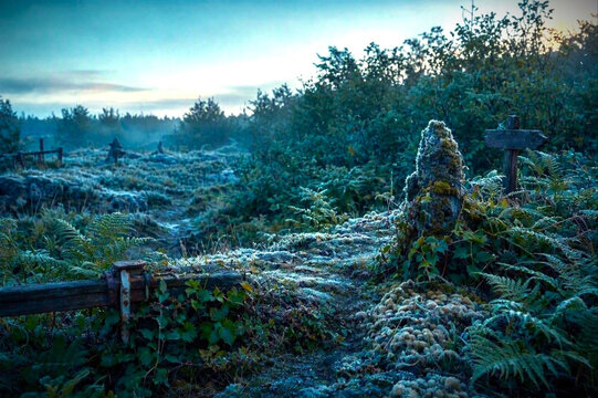 Fern mist ash trees