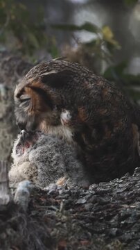 Great Horned Owl Feeding Small Baby Owlet in Nest 