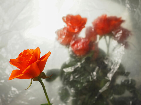 Single vibrant orange rose in focus, soft blurred red roses behind. Rain droplets on glass surface create dreamy, romantic atmosphere. Perfect for wedding, love, or emotional moments