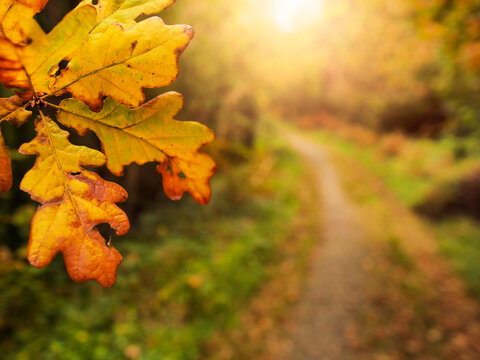 Autumn color leaf in foreground, glowing sun behind blurred forest trail. Warm golden hues reflect season's change. Nature's beauty invites peaceful walks or meditation. Light and airy fall mood.