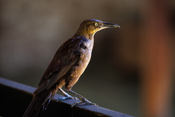 Fototapeta premium A great-tailed grackle or Mexican grackle (Quiscalus mexicanus)