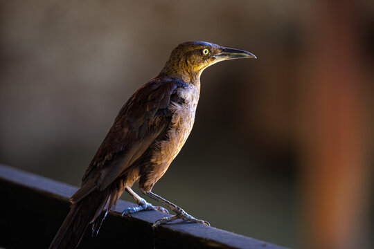 A great-tailed grackle or Mexican grackle (Quiscalus mexicanus)