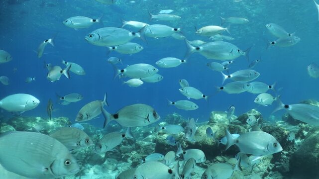 underwater fish scenery from mediterranean  sea breams ocean scenery underwater landscape seabreams  Diplodus sargus