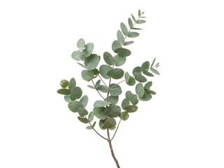 Fresh Eucalyptus Branch on White © ieps
