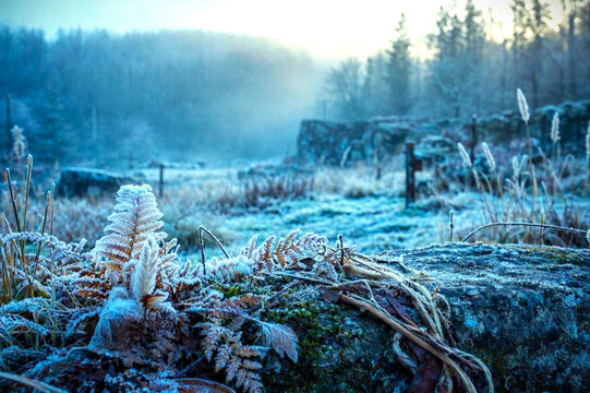 White fern frost