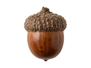 Single Brown Acorn Isolated on White © ieps