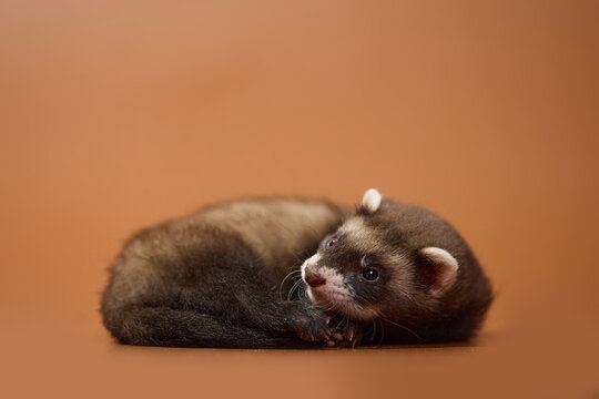 Eight week old domesticated sable ferret kit posing on a brown background in various poses