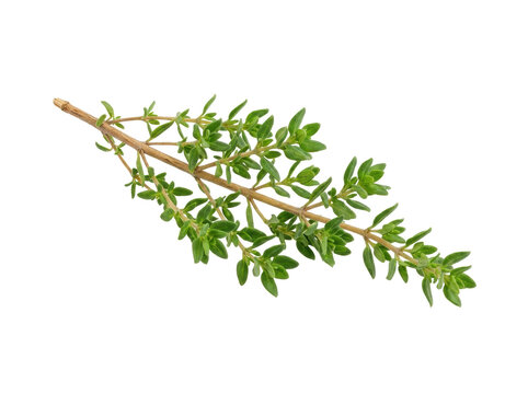 Fresh Green Thyme Sprig Isolated