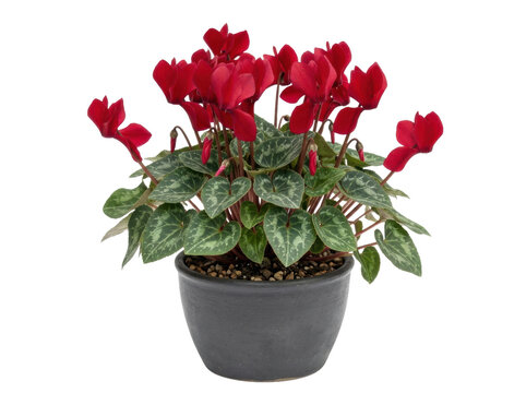 Red Cyclamen Plant in Grey Pot