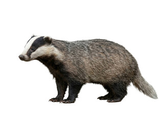 European Badger Standing Isolated © ieps