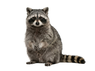 Full Body Portrait of a North American Raccoon © ieps