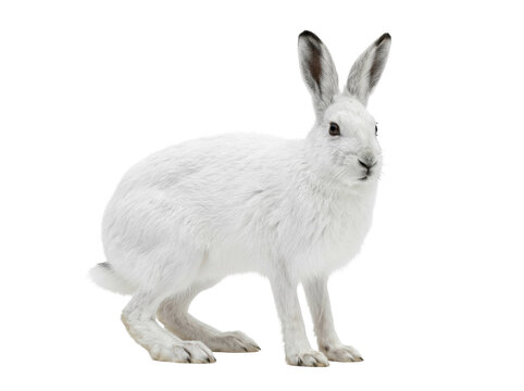 Mountain Hare In Winter Coat