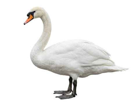 Elegant Mute Swan Standing Isolated