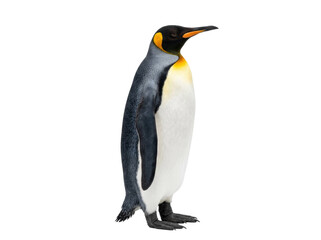 Obraz premium King Penguin Standing Isolated