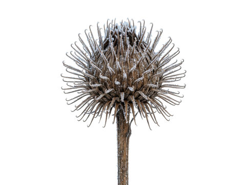 Frost Covered Dried Burdock Seed Head