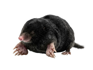 Fototapeta na wymiar European Mole Isolated On White
