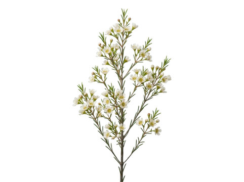 White Waxflower Sprig Isolated
