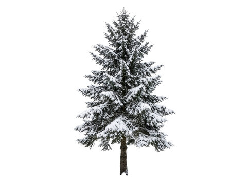 Snow Covered Evergreen Pine Tree